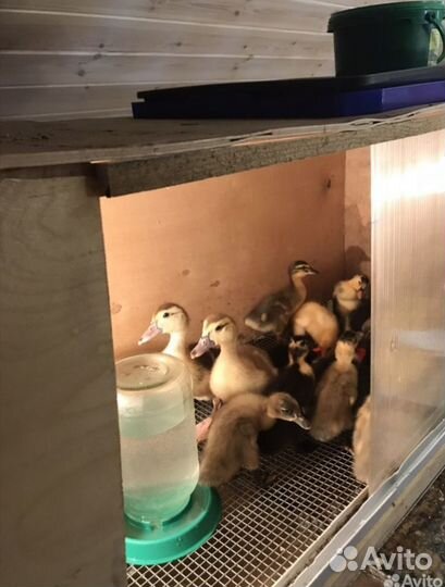 Брудер для цыплят бу