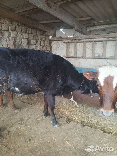 Быки на мясо