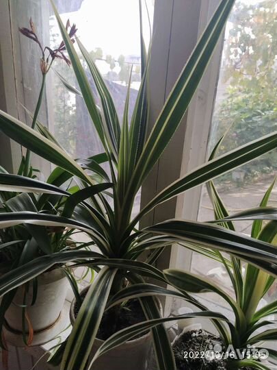 Хлорофитум Панданус