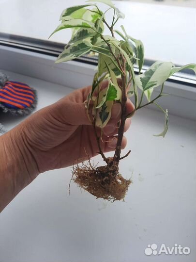 Фикус бенджамина пестролистный отросток