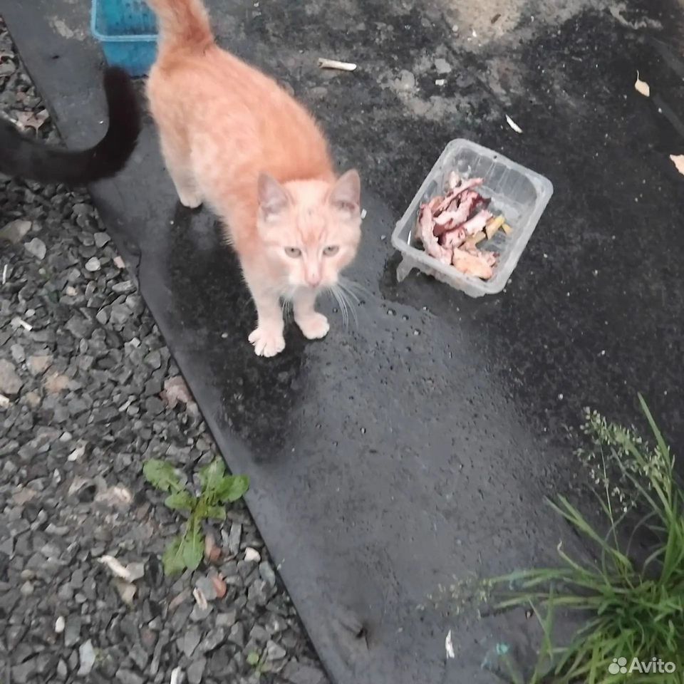 Котёнок в добрые руки, Губкин