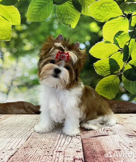 Русская Салонная Собака (цветной йорк)