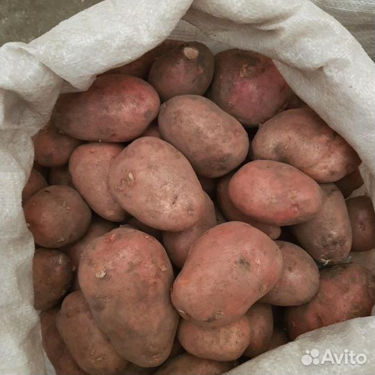 Семенной сортовой картофель