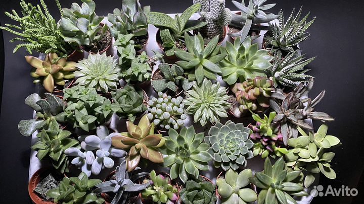 Кактусы и суккуленты