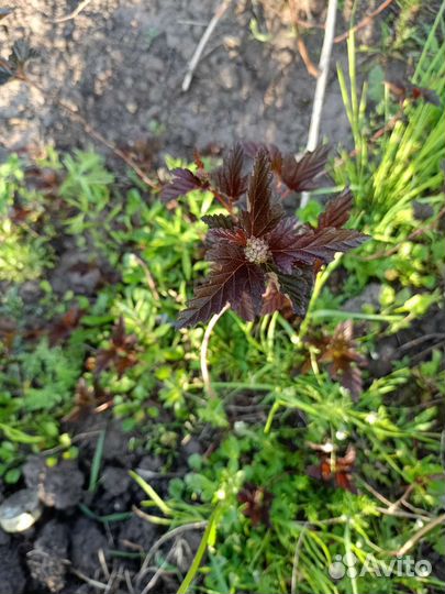 Пузыреплодник