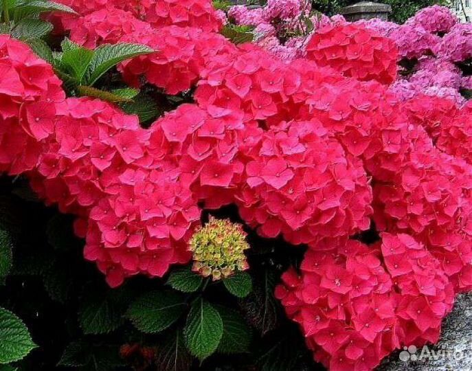 Гортензии крупнолистные двухлетки
