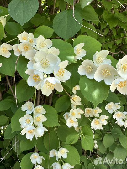 Жасмин (чубушник)