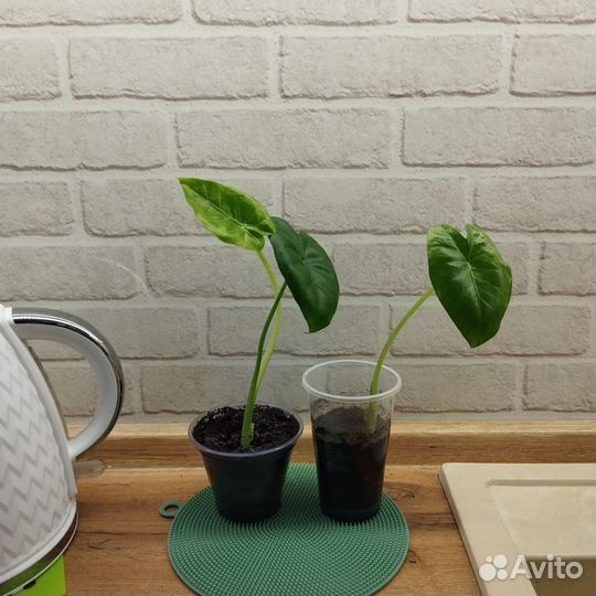 Алоказия дракон