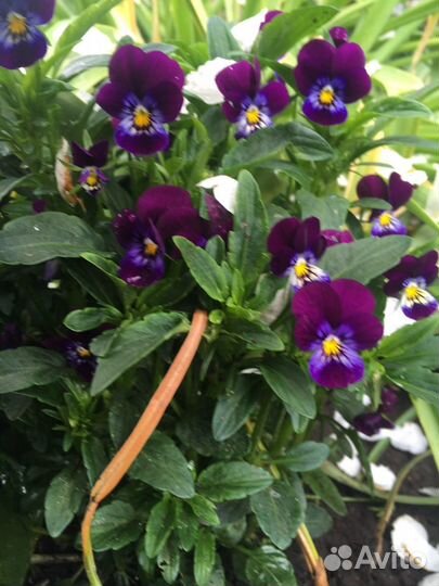 Фиалка трехцветная