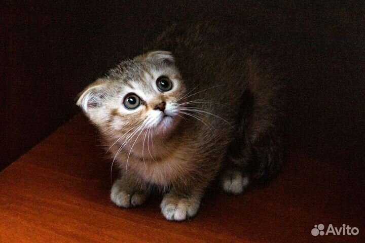 Шотландская золотая шиншилла