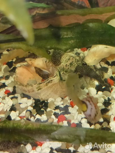 Сомики анциструсы