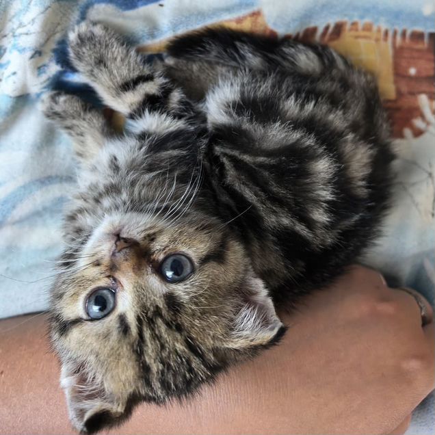 Шотландский прямоухий длинношёрстный котёнок