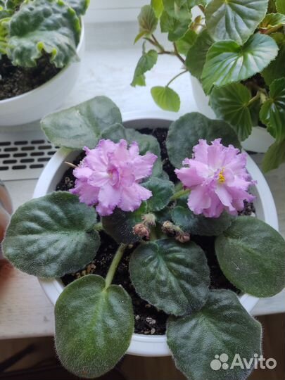 Фиалка розмари