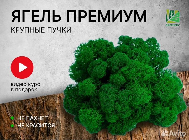 Стабилизированный мох Ягель премиум