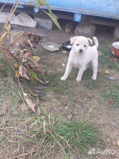 Собака в добрые руки отдам бесплатно