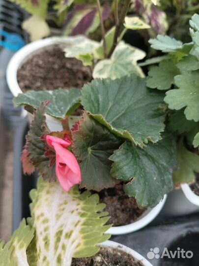 Бегония элатиор