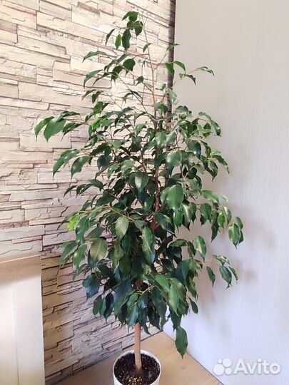 Фикус бенджамина Даниэль