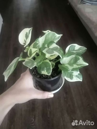 Сциндапсус, эпипремнум н-джой