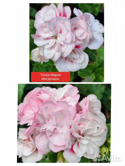 Пеларгония герань