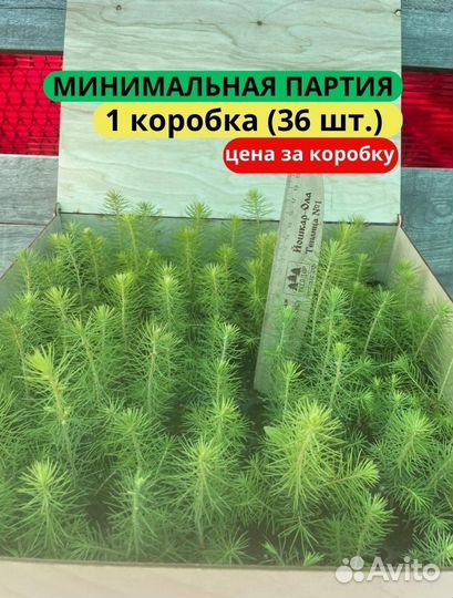 Сеянцы сосны зкс в розницу