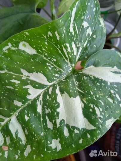 Комнатные растения цветы