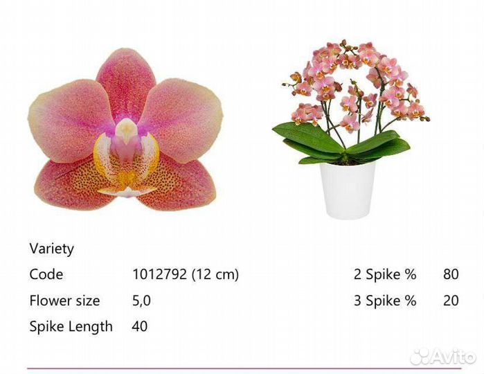 Подростки фаленопсисов сортовые