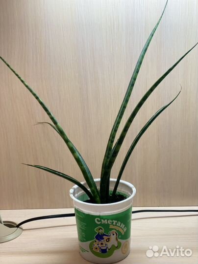 Сансевиерия