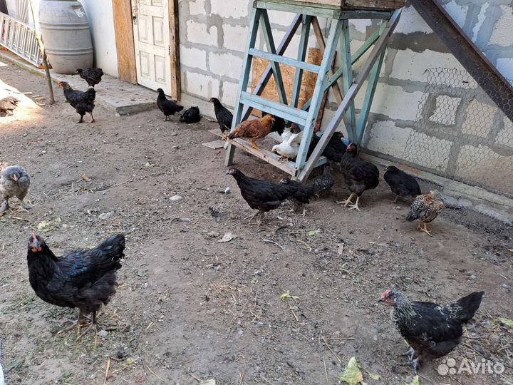 Петухи молодки