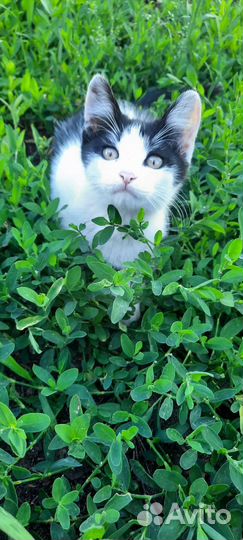 Котёнок девочка в добрые руки