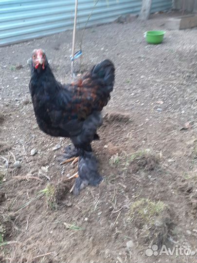 Петухи Брама