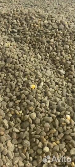 Корм для собак