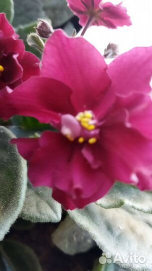 Сортовые фиалки