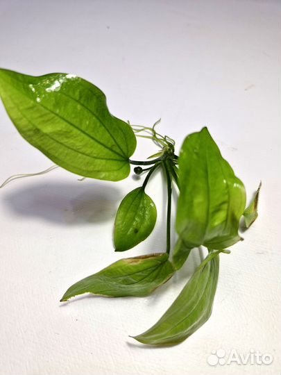 Эхинодорус горизонтальный