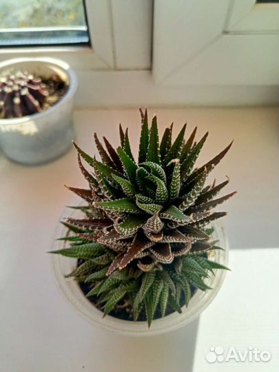 Суккуленты