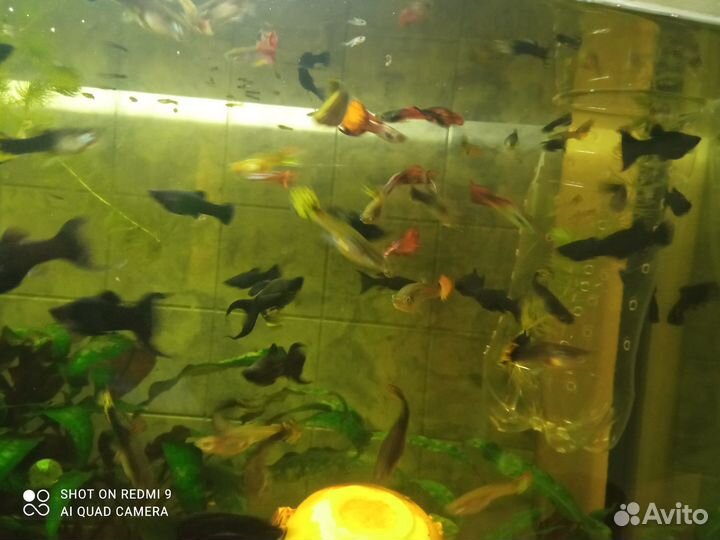 Рыбки гуппи 20