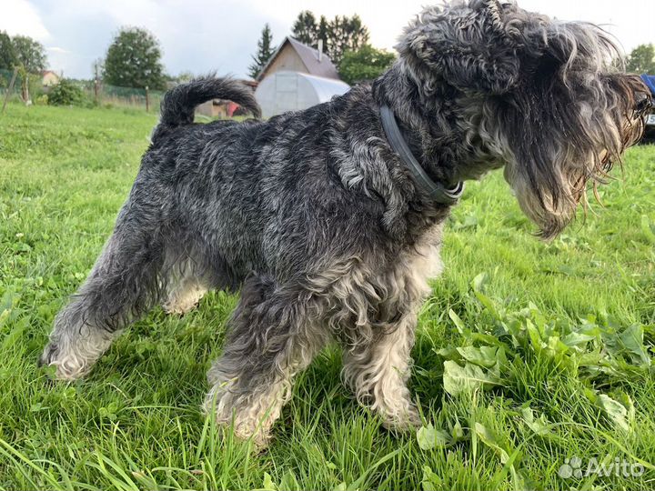 Цвергшнауцер кобель для вязки