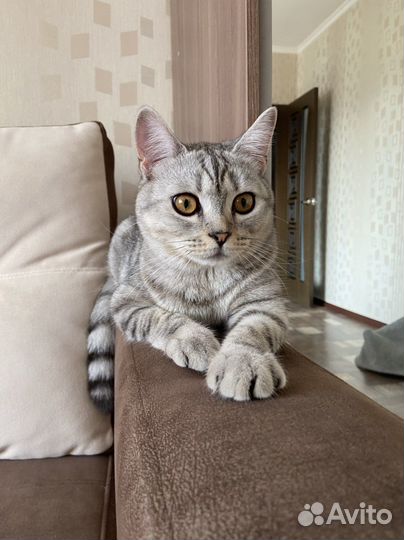 Передержка котов и кошек