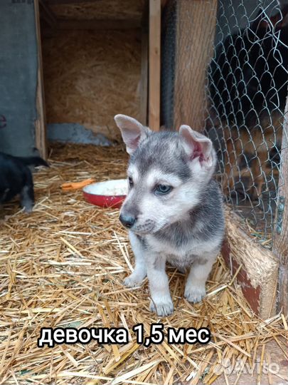 Малышка в добрые руки