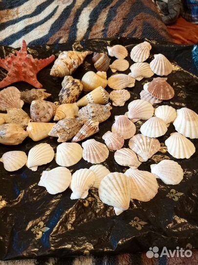 Морские ракушки
