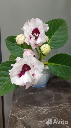 Глоксиния махровая нежно розовая и тидеи