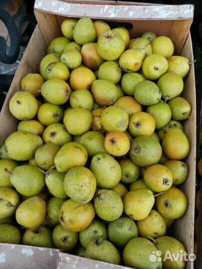 Груша Северянка