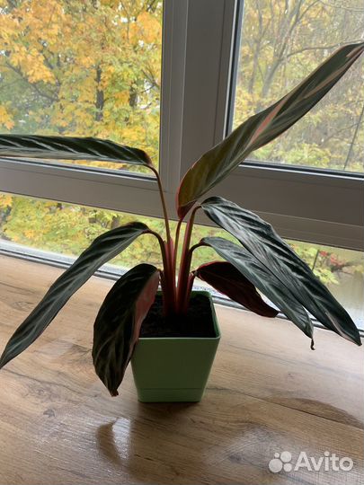 Строманта триколор