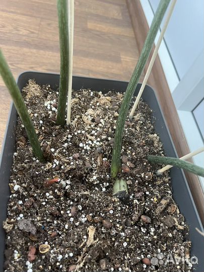 Филодендрон глориозум