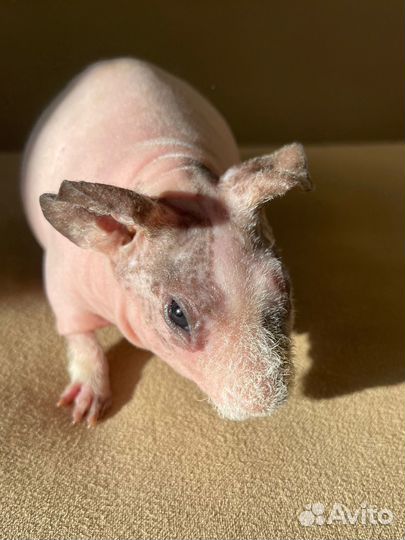 Голые морские свинки скинни мальчики