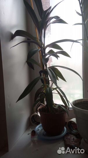 Рэо (Ладья Моисея)