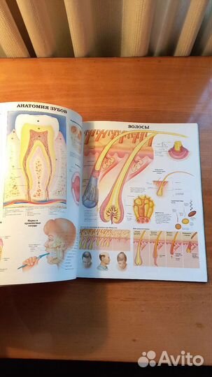 Новый Большой атлас анатомии человека