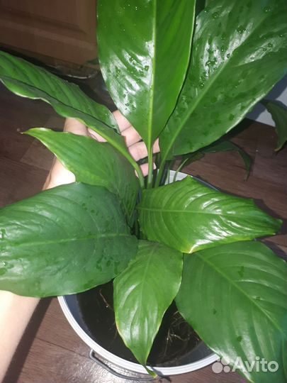 Спатифиллум