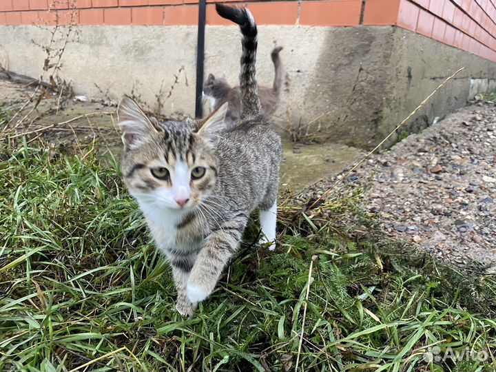 Котята мальчики даром