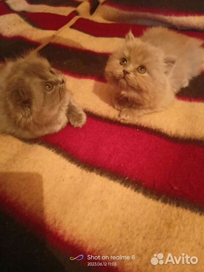 Котята британские