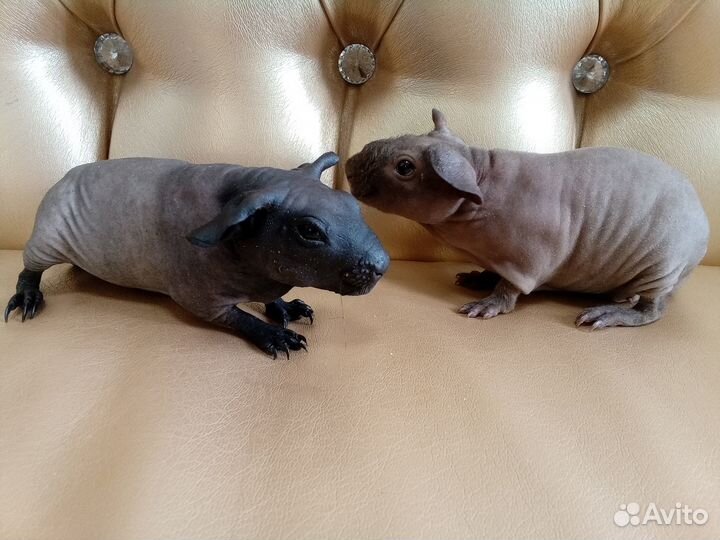 Морские свинки скинни и болдуин девочки